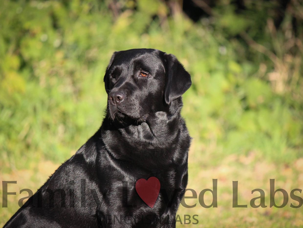Black Lab Puppies for Sale in Minnesota Family Loved Labs